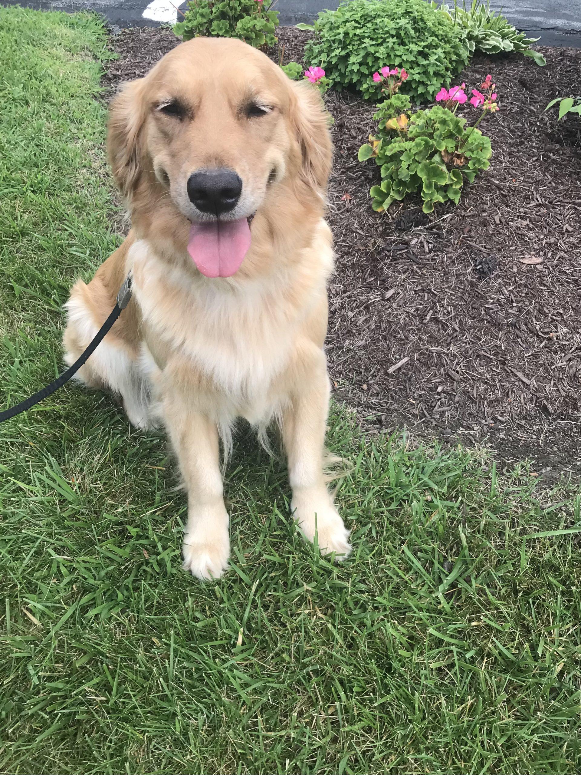 Daisy - Doane Family Golden Retriever Breeders Ny